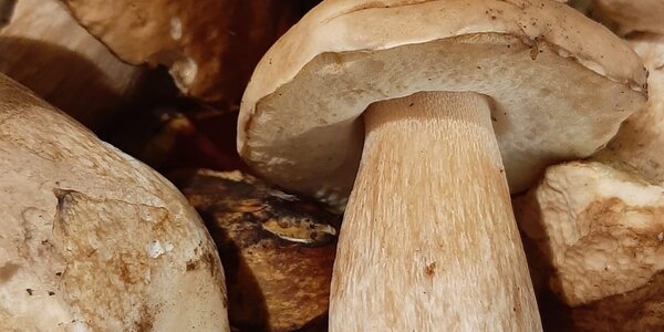 Funghi trifolati di Aleccio