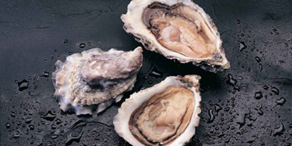 OSTRAS / OYSTER ( 2 PIEZAS / 2 PIECES ) Proximamente